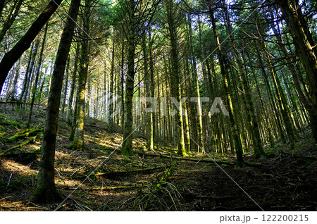 御坂山地の十二ヶ岳　朝日射す南尾根の森 122200215
