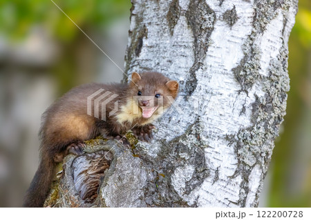 Smiling young marten is posing outdoors. 122200728
