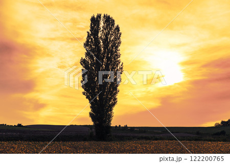 【北海道美瑛町　名も無いポプラの木】 122200765