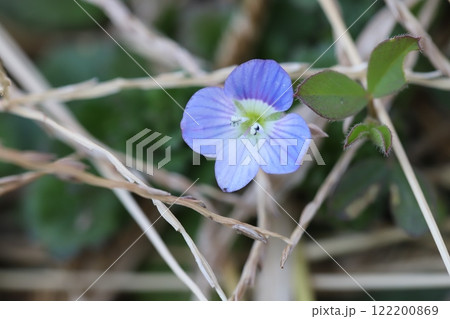 冬の野原に咲く青い小さなオオイヌノフグリの花 122200869