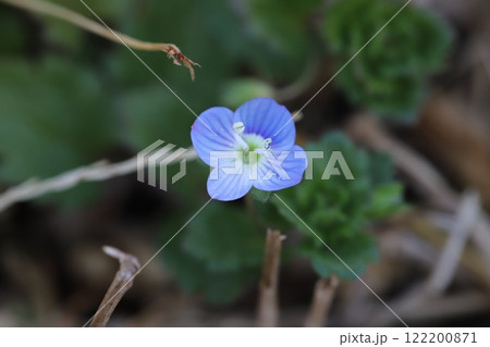 冬の野原に咲く青い小さなオオイヌノフグリの花 冬の野原に咲く青い小さなオオイヌノフグリの花 122200871