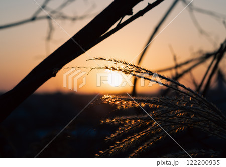 日の出とススキ 日の出とススキ 122200935