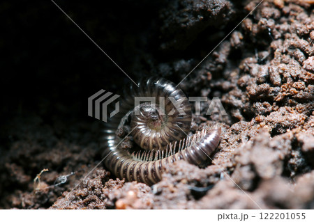 朽木と土に間の暗い隙間でトグロを巻いて冬眠するメタリック光沢が美しいフジヤスデ属の馬陸マクロ接写画像 122201055
