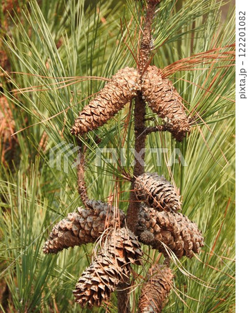 松ぼっくりがたくさん実った「テーダ松」 松ぼっくりがたくさん実った「テーダ松」 122201082