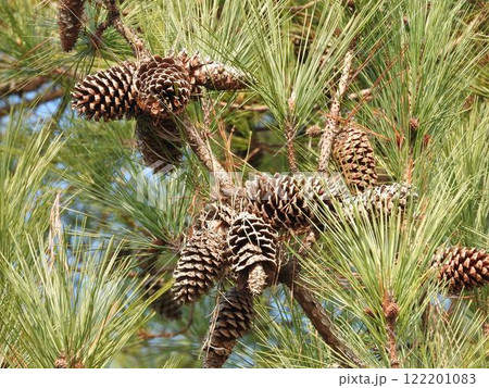 松ぼっくりがたくさん実った「テーダ松」 122201083