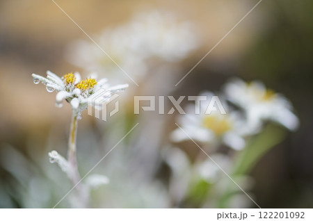 至仏山のホソバヒナウスユキソウ 122201092