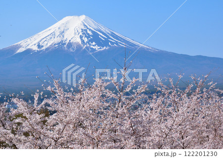 春　桜　富士山　 122201230