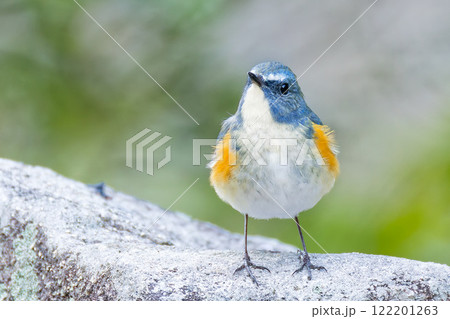 可愛いルリビタキ 122201263