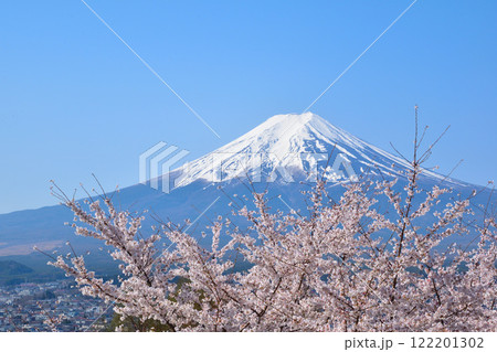 春　桜　富士山　 122201302