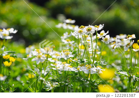 乗鞍岳に咲くハクサンイチゲ 122201387