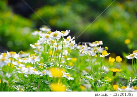 乗鞍岳に咲くハクサンイチゲ 122201388