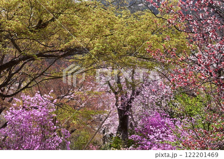 鮮やかなピンク色の枝垂桜 天龍寺の春 百花繚乱 鮮やかなピンク色の枝垂桜 天龍寺の春 百花繚乱 122201469
