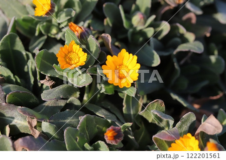冬の庭に咲くオレンジ色のカレンデュラ（冬知らず、ホンキンセンカ）の小さな花 122201561