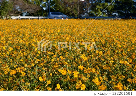 あまがさき武庫川コスモス園（2024年, 兵庫県尼崎市） 122201591