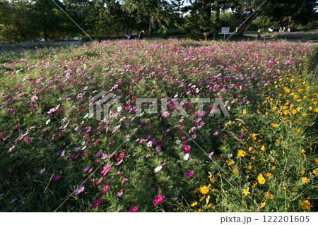 あまがさき武庫川コスモス園（2024年, 兵庫県尼崎市） 122201605