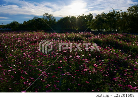 あまがさき武庫川コスモス園（2024年, 兵庫県尼崎市） 122201609