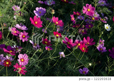 あまがさき武庫川コスモス園（2024年, 兵庫県尼崎市） 122201618