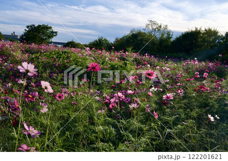 あまがさき武庫川コスモス園(2024年, 兵庫県尼崎市) あまがさき武庫川コスモス園(2024年, 兵庫県尼崎市) 122201621