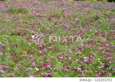 あまがさき武庫川コスモス園（2024年, 兵庫県尼崎市） 122201701