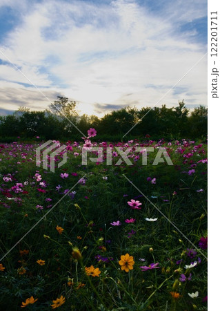 あまがさき武庫川コスモス園（2024年, 兵庫県尼崎市） 122201711