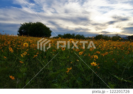 あまがさき武庫川コスモス園（2024年, 兵庫県尼崎市） 122201726