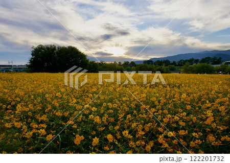 あまがさき武庫川コスモス園（2024年, 兵庫県尼崎市） 122201732