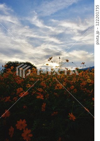 あまがさき武庫川コスモス園(2024年, 兵庫県尼崎市) あまがさき武庫川コスモス園(2024年, 兵庫県尼崎市) 122201735