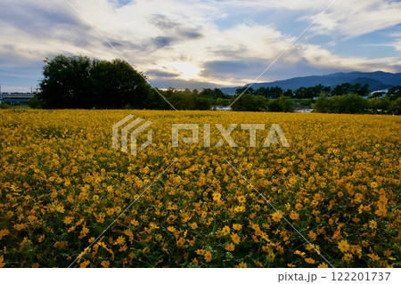 あまがさき武庫川コスモス園(2024年, 兵庫県尼崎市) あまがさき武庫川コスモス園(2024年, 兵庫県尼崎市) 122201737