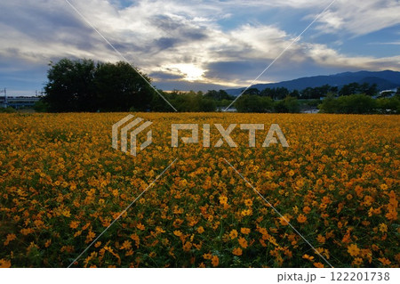 あまがさき武庫川コスモス園（2024年, 兵庫県尼崎市） 122201738