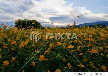 あまがさき武庫川コスモス園(2024年, 兵庫県尼崎市) あまがさき武庫川コスモス園(2024年, 兵庫県尼崎市) 122201860