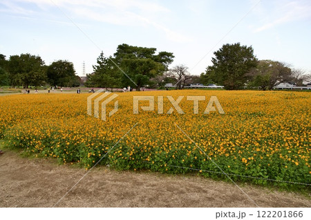 あまがさき武庫川コスモス園(2024年, 兵庫県尼崎市) あまがさき武庫川コスモス園(2024年, 兵庫県尼崎市) 122201866