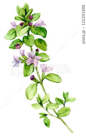 Watercolor drawing of broadleaf thyme, isolated on white background. Botanical hand drawn illustration. Fragrant kitchen herb, spice for mediterranean cuisine. 122201888