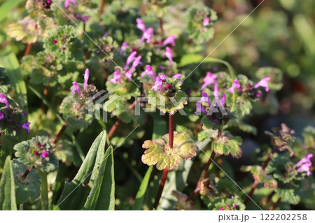 冬の野原に咲くピンク色のホトケノザ（仏の座）の小さな花 122202258