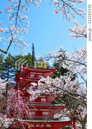 春　桜　新倉富士浅間神社 122202336