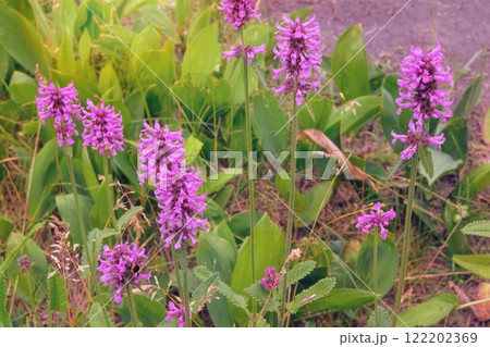 Betonica officinalis is cultivated as an ornamental plant. Nature floral background. Violet flowers in meadow. Honey-bearing and essential oil plant. 122202369