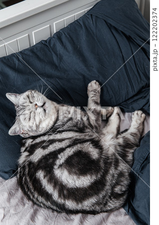 British shorthair cat sleeps in bed British shorthair cat sleeps in bed 122202374