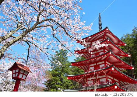 春　桜　新倉富士浅間神社 122202376