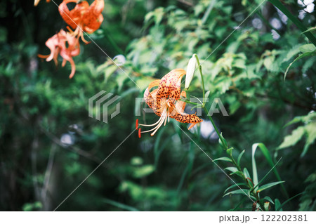 美しい鬼百合の花 美しい鬼百合の花 122202381