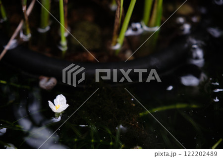 水面から頭を出す水草の花 水面から頭を出す水草の花 122202489