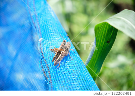 おんぶをしているバッタのイナゴ 122202491