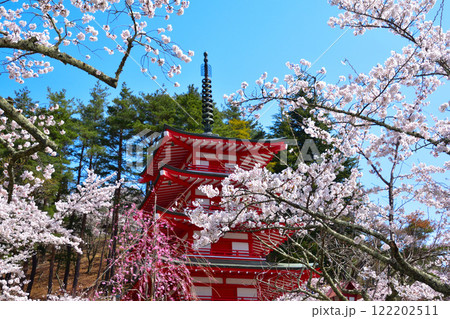 春　桜　新倉富士浅間神社 122202511