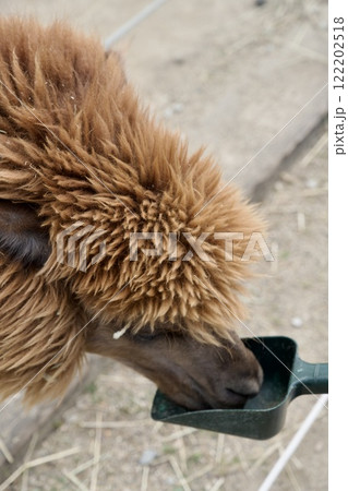 神戸どうぶつ王国のアルパカ 122202518