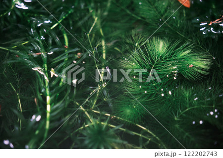 水面を泳ぐ幹之メダカの稚魚 水面を泳ぐ幹之メダカの稚魚 122202743