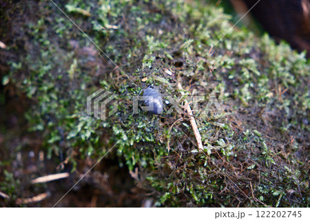 苔の上にいる小さなダンゴムシ 122202745
