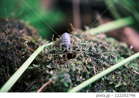 まるくなるダンゴムシ 122202746