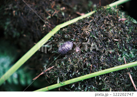 身近にいるダンゴムシ 122202747