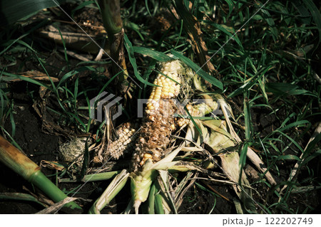 食べられたトウモロコシ 122202749