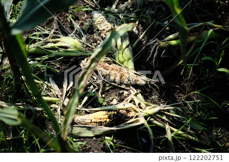 害獣に荒らされたトウモロコシ畑 122202751