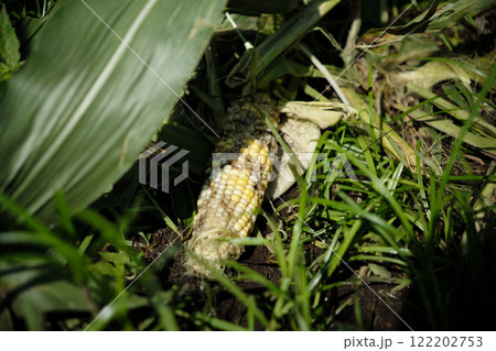 動物の被害にあったトウモロコシ 122202753