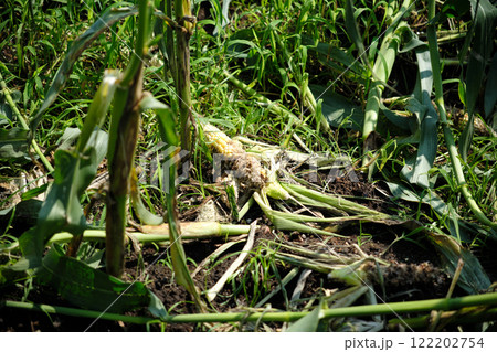 野生動物に食い荒らされたトウモロコシの実 122202754